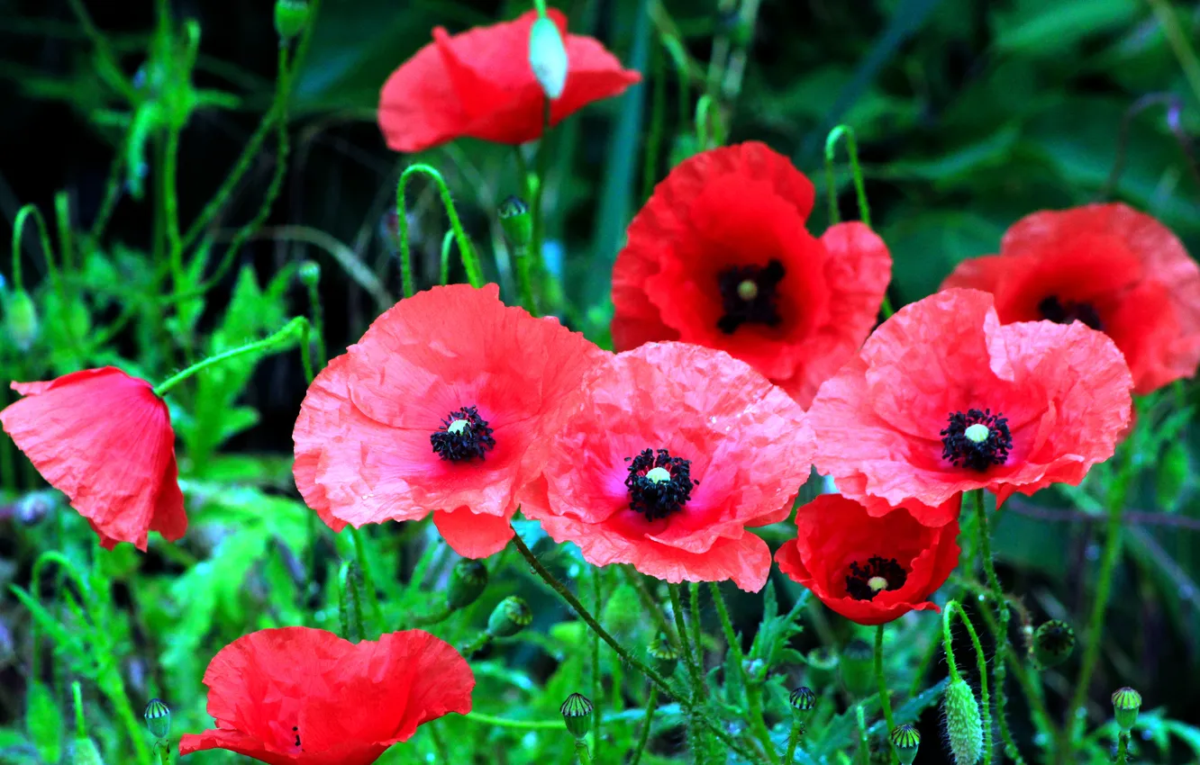 Photo wallpaper red, flower, poppy