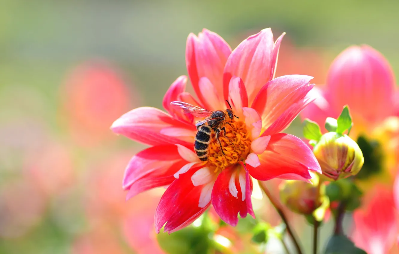 Photo wallpaper bee, pink, Dahlia