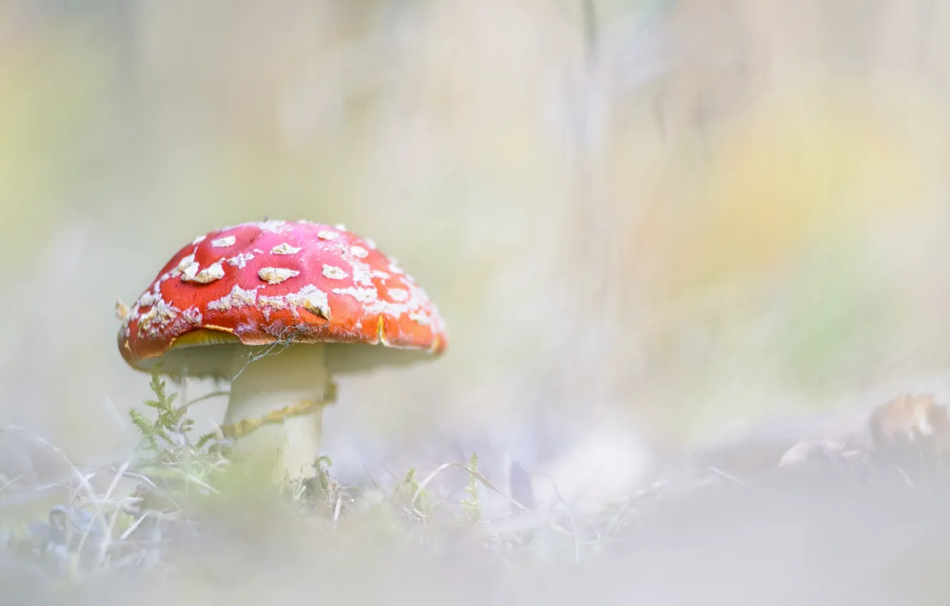 Photo wallpaper nature, background, mushroom