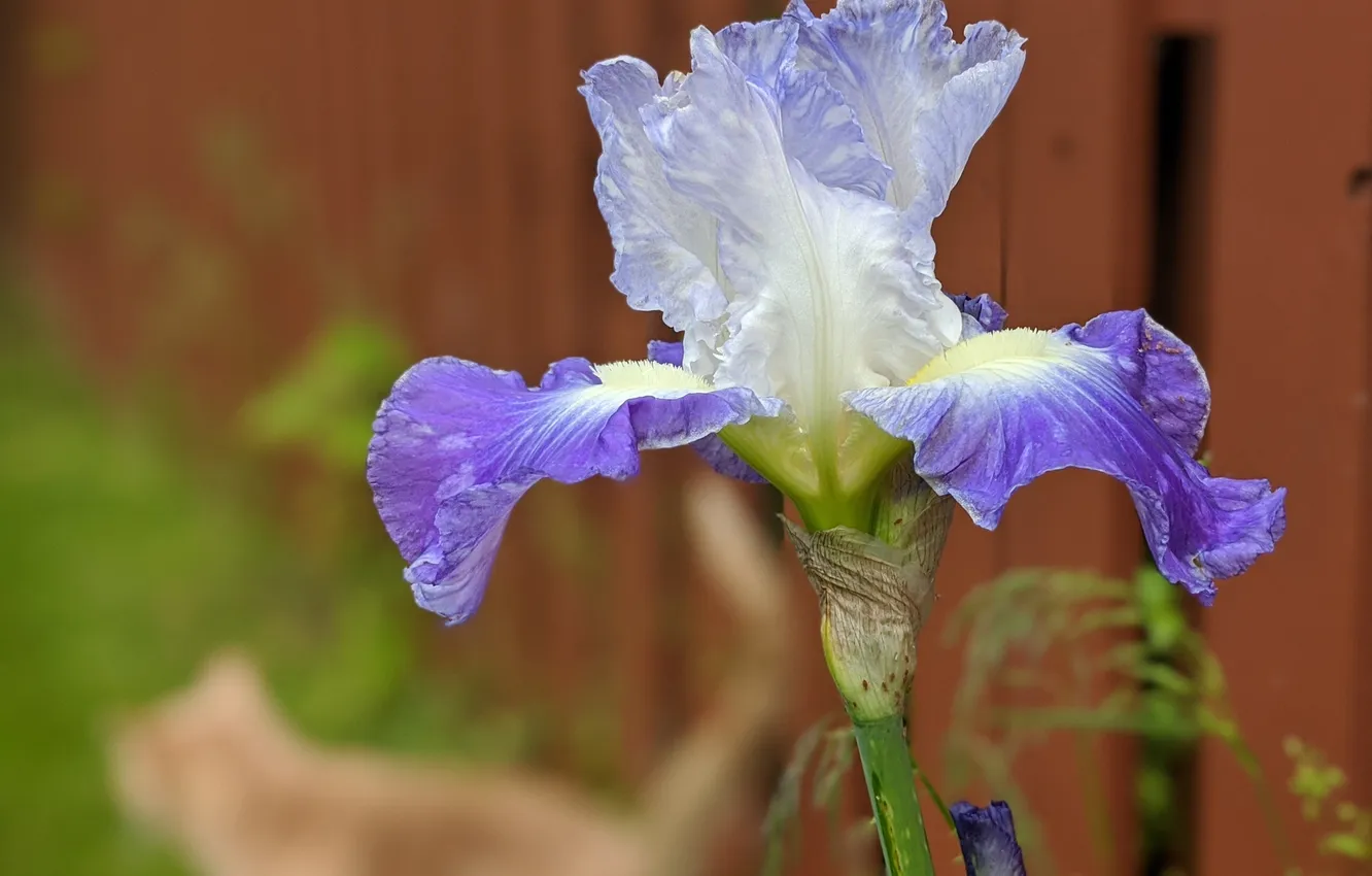 Photo wallpaper summer, flowers, buds, iris