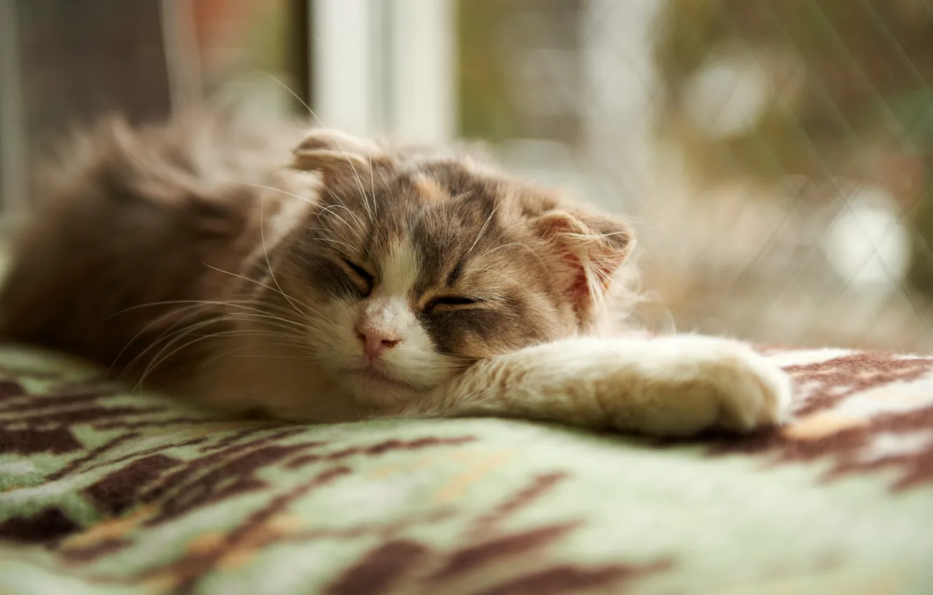 Photo wallpaper cat, sleep, window, sleeping, blanket
