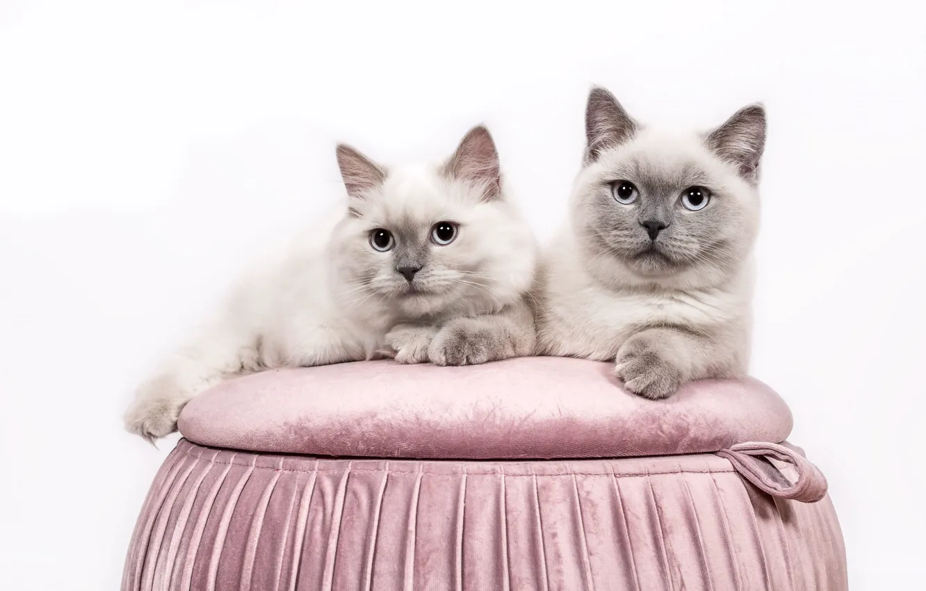 Photo wallpaper look, cats, cats, pair, white background, blue eyes, grey, a couple
