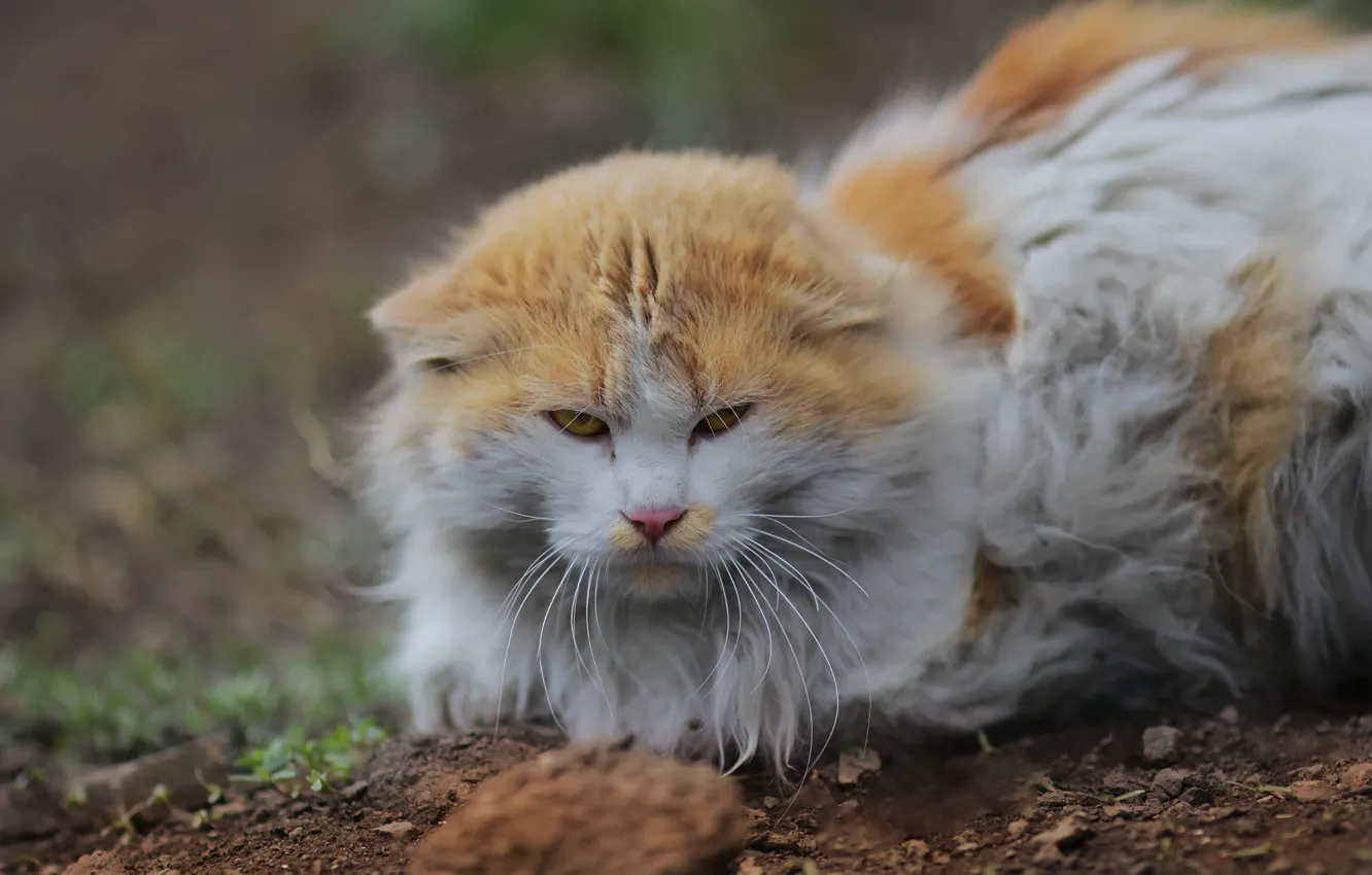 Photo wallpaper cat, look, background