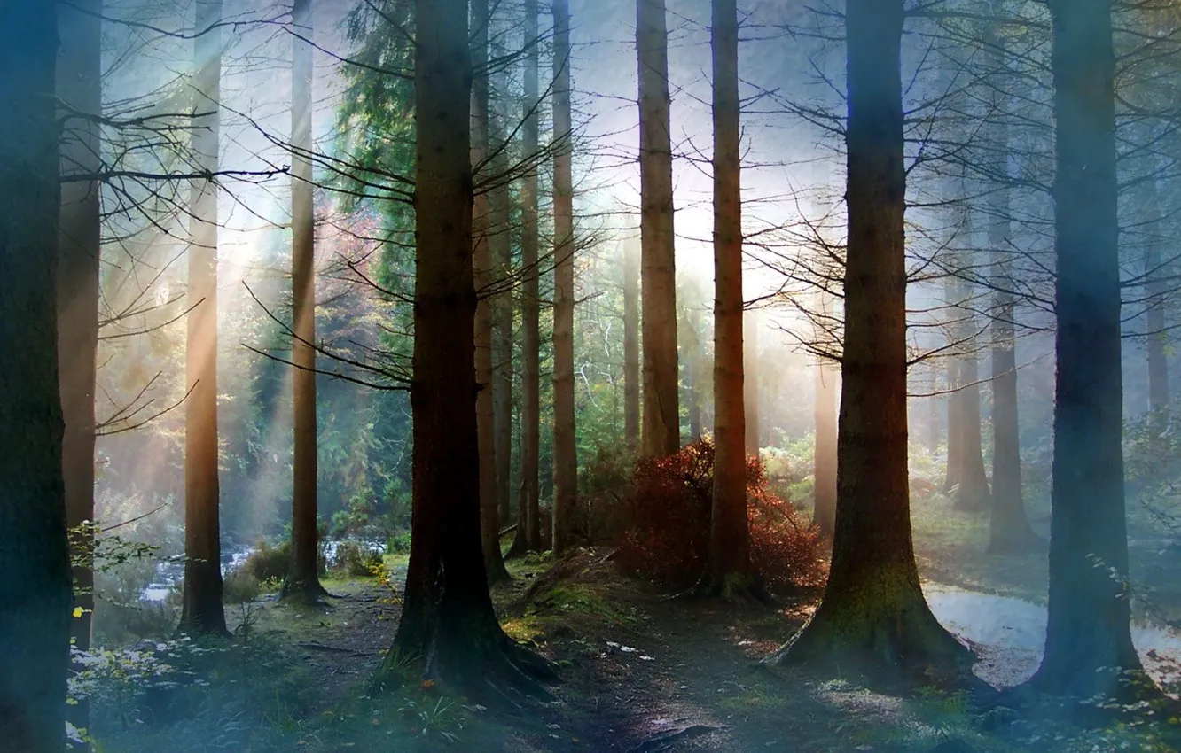 Photo wallpaper forest, light, nature