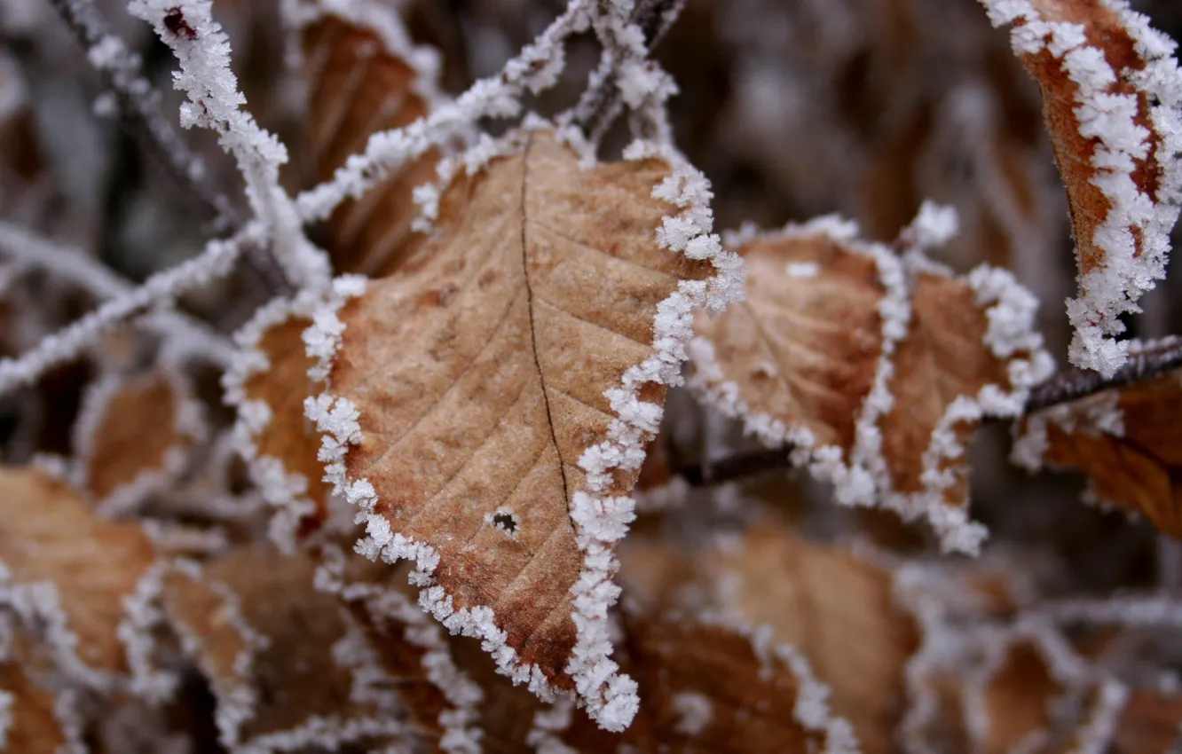 Photo wallpaper leaves, snow, sticking