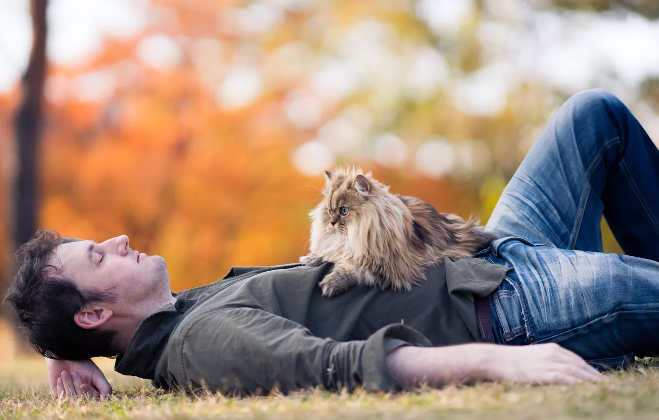 Photo wallpaper grass, cat, male