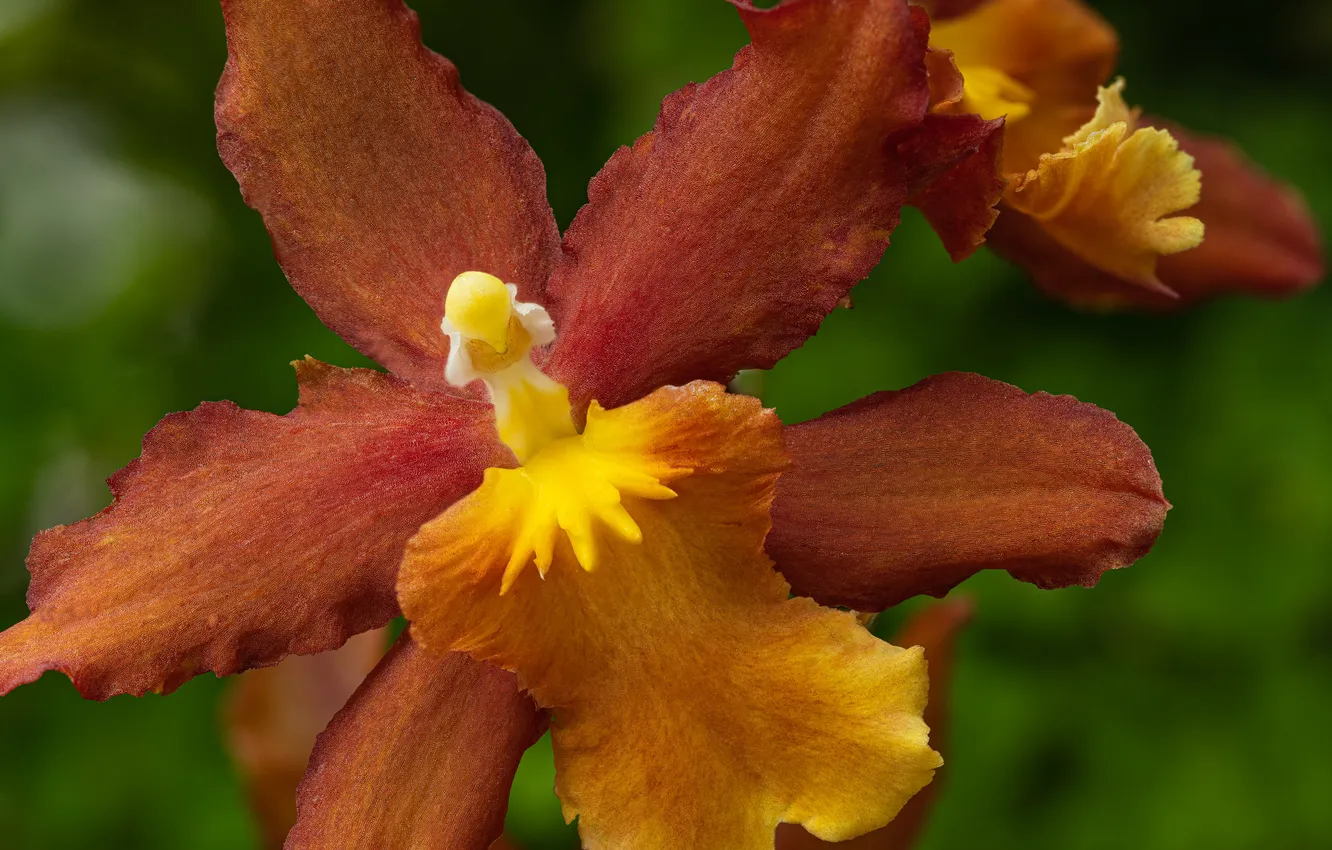 Photo wallpaper flowers, brown, Orchid