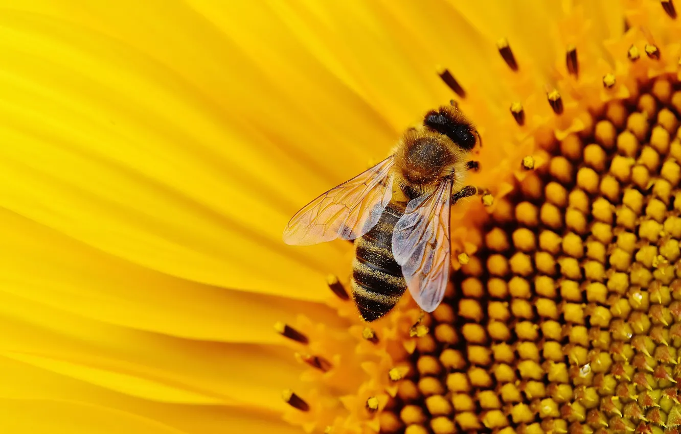 Photo wallpaper flower, bee, pollen, sunflower