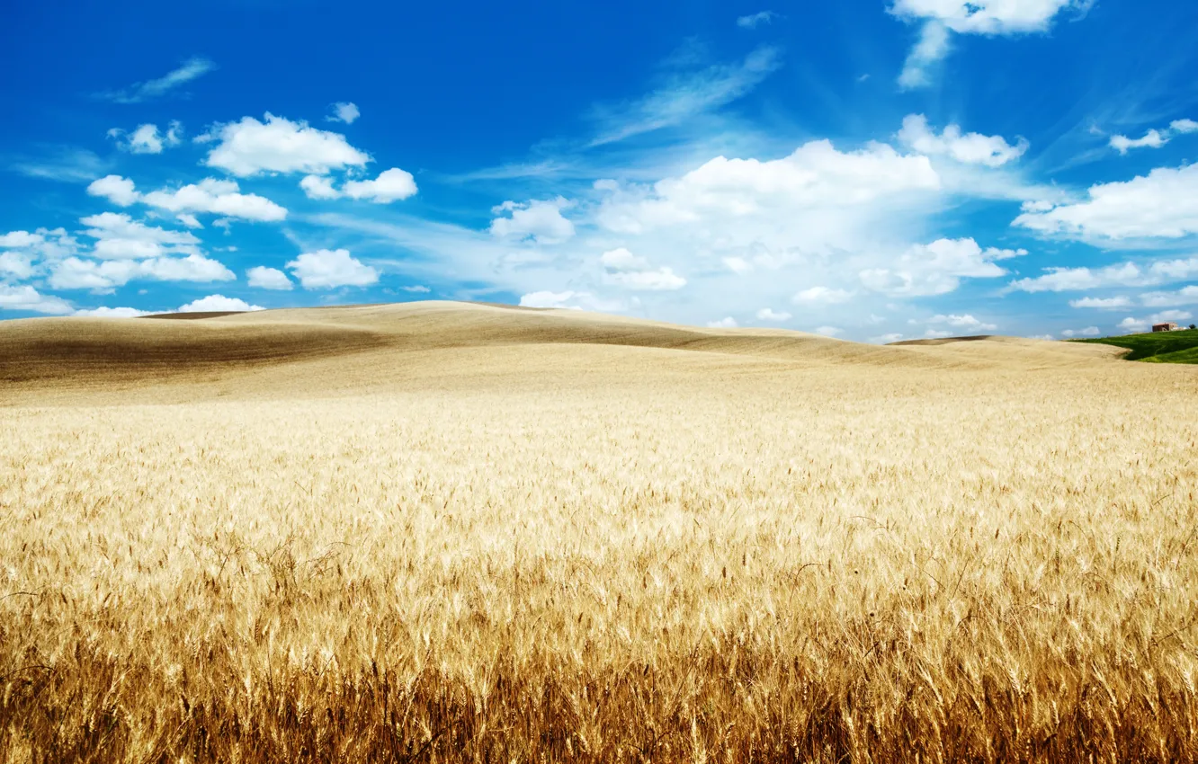 Photo wallpaper wheat, field, clouds, nature, blue sky