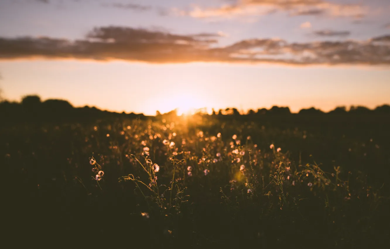 Photo wallpaper field, sunset, nature
