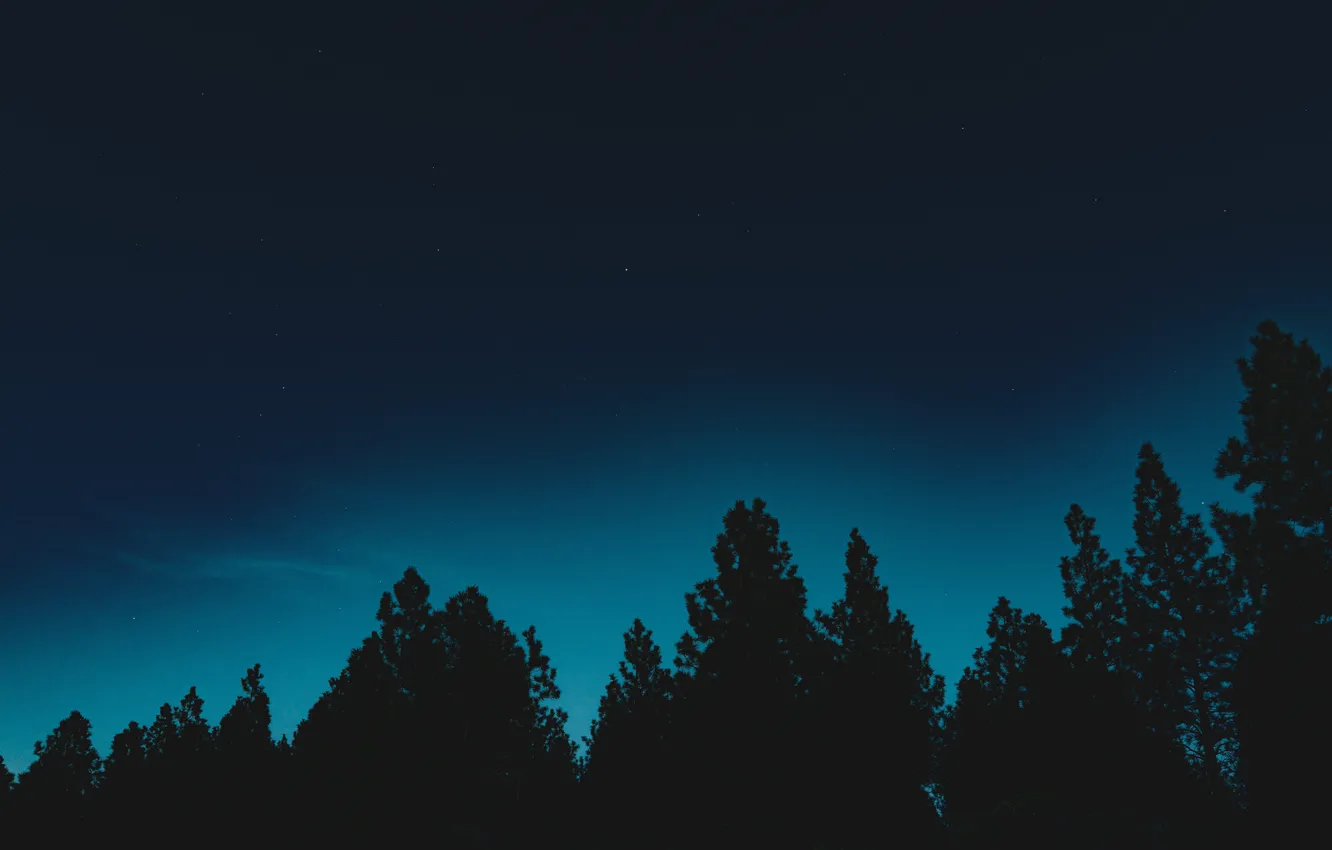 Photo wallpaper forest, the sky, stars, trees, night, nature