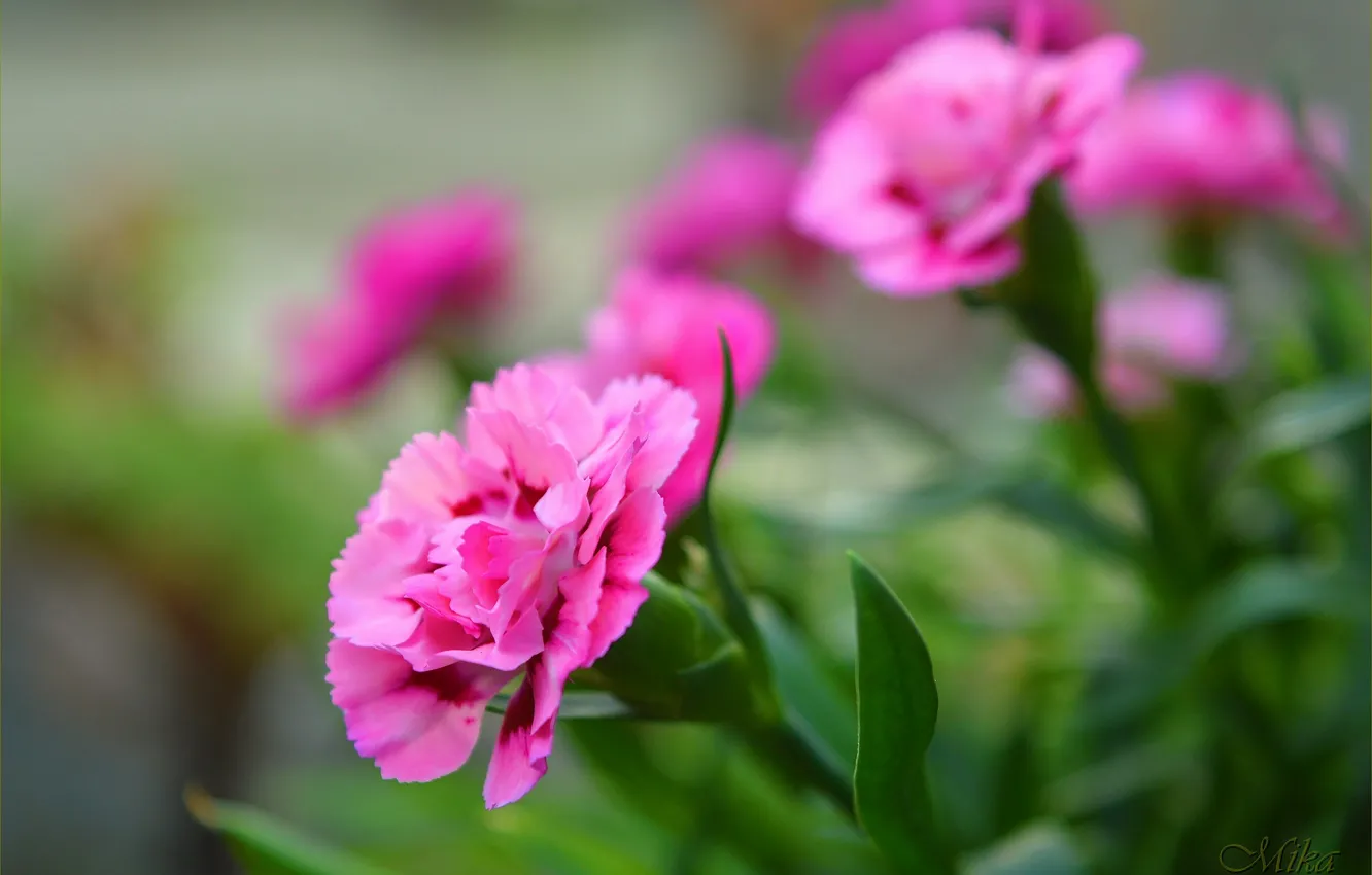 Photo wallpaper pink flowers, bokeh, clove, Pink flowers, Carnations