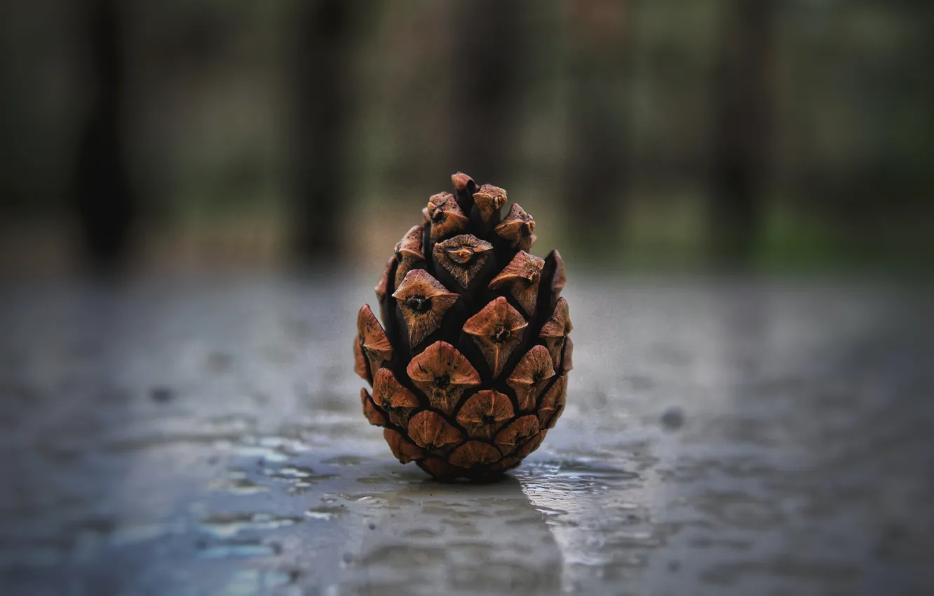 Photo wallpaper autumn, forest, macro, bumps, bokeh