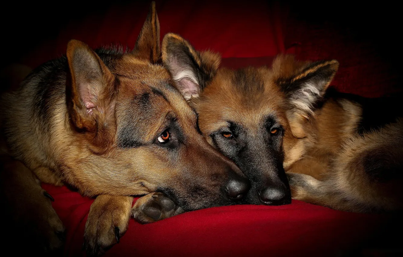Photo wallpaper dogs, German shepherd, shepherd