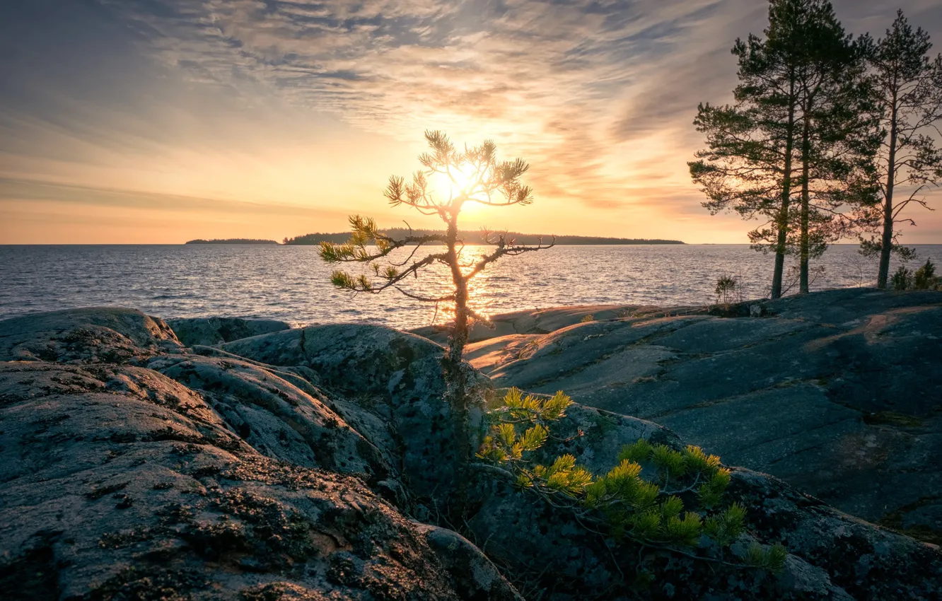 Photo wallpaper the sky, clouds, light, branches, lake, river, stones, dawn