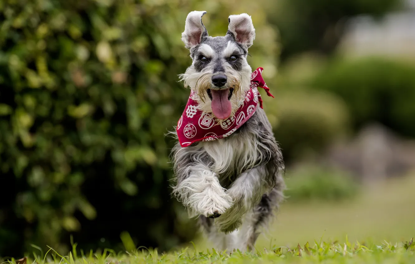 Photo wallpaper language, joy, dog, running, walk, bandana, bokeh, The miniature Schnauzer