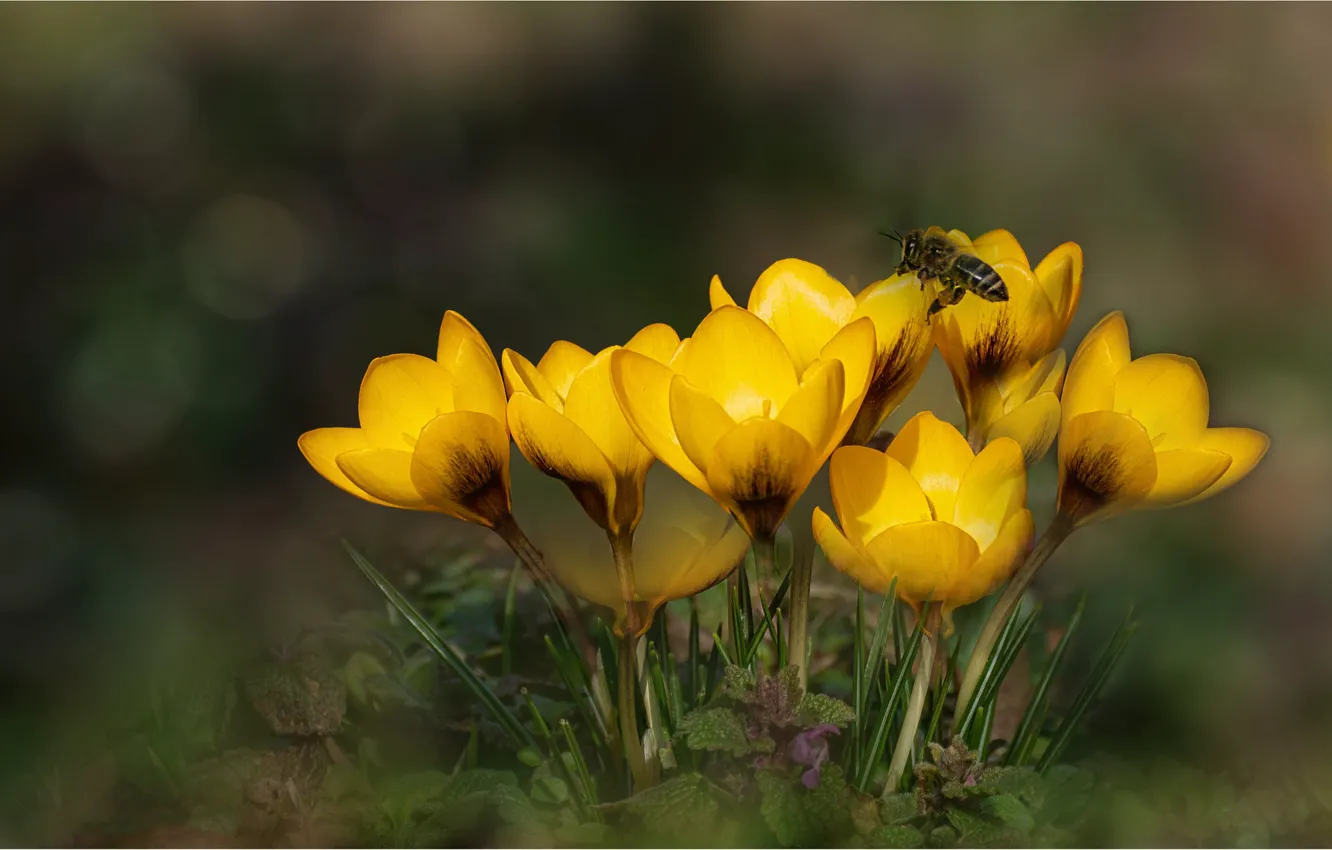 Photo wallpaper flowers, yellow, bee, crocuses