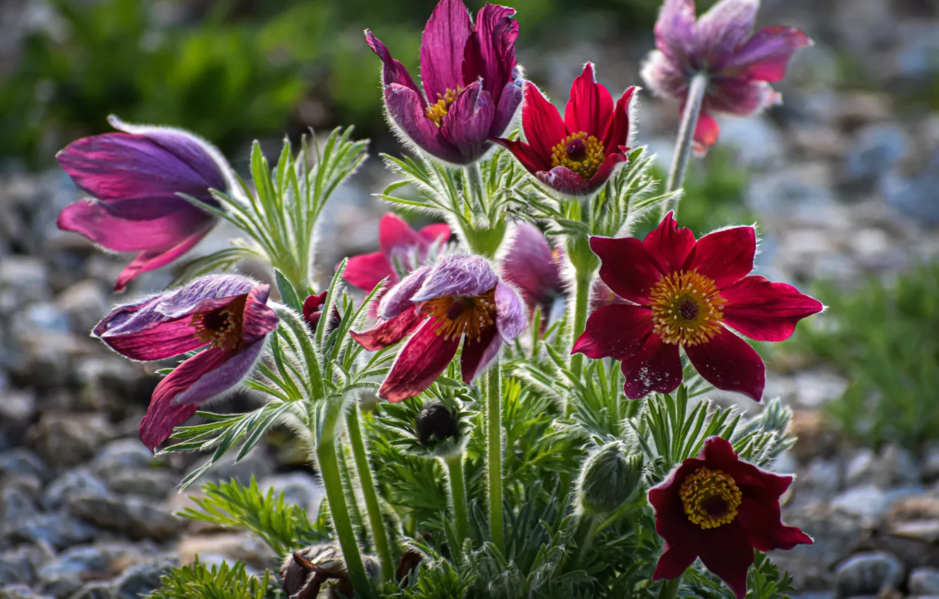 Photo wallpaper flowers, red, glade, blur, spring, pink, bokeh, anemones