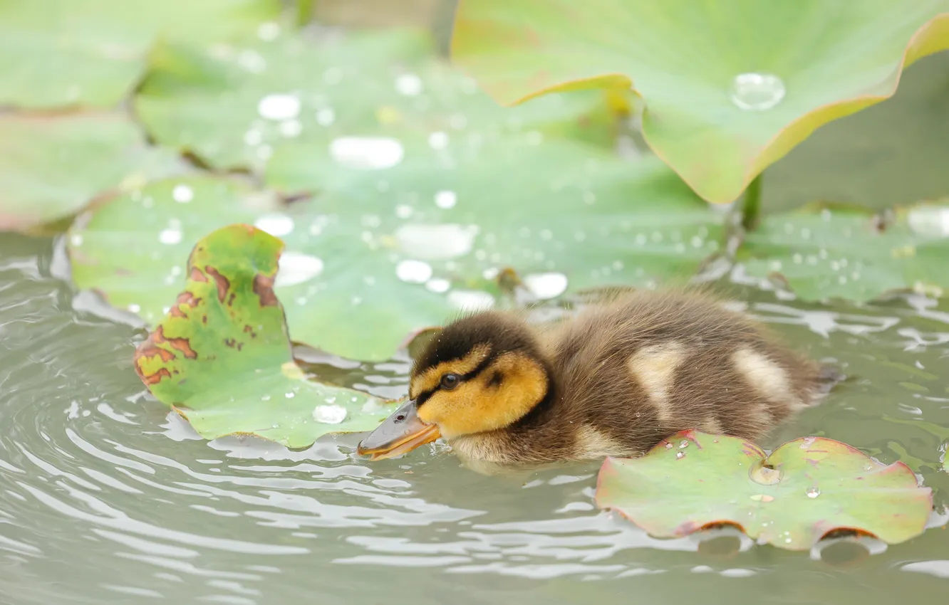 Photo wallpaper leaves, drops, bird, duck, bathing, duck, Chicks, pond