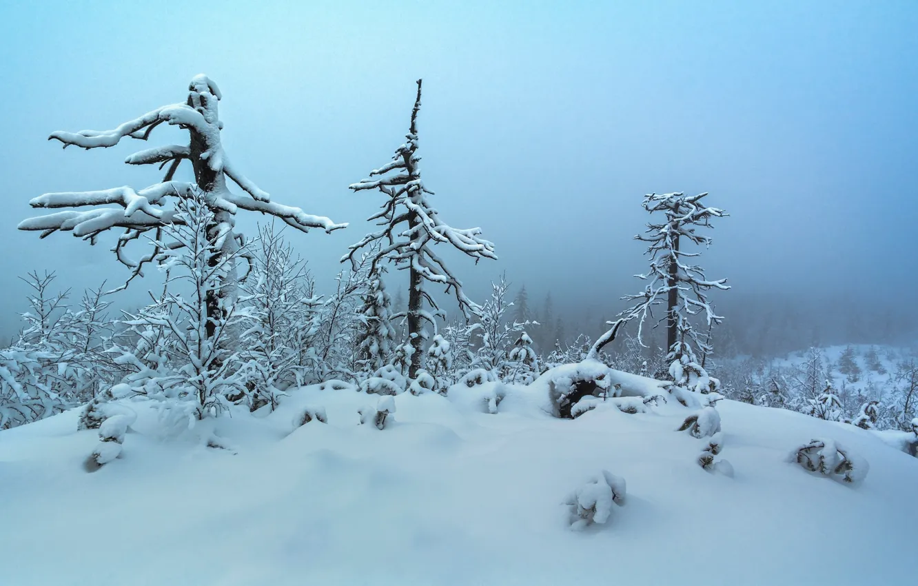 Photo wallpaper winter, snow, trees