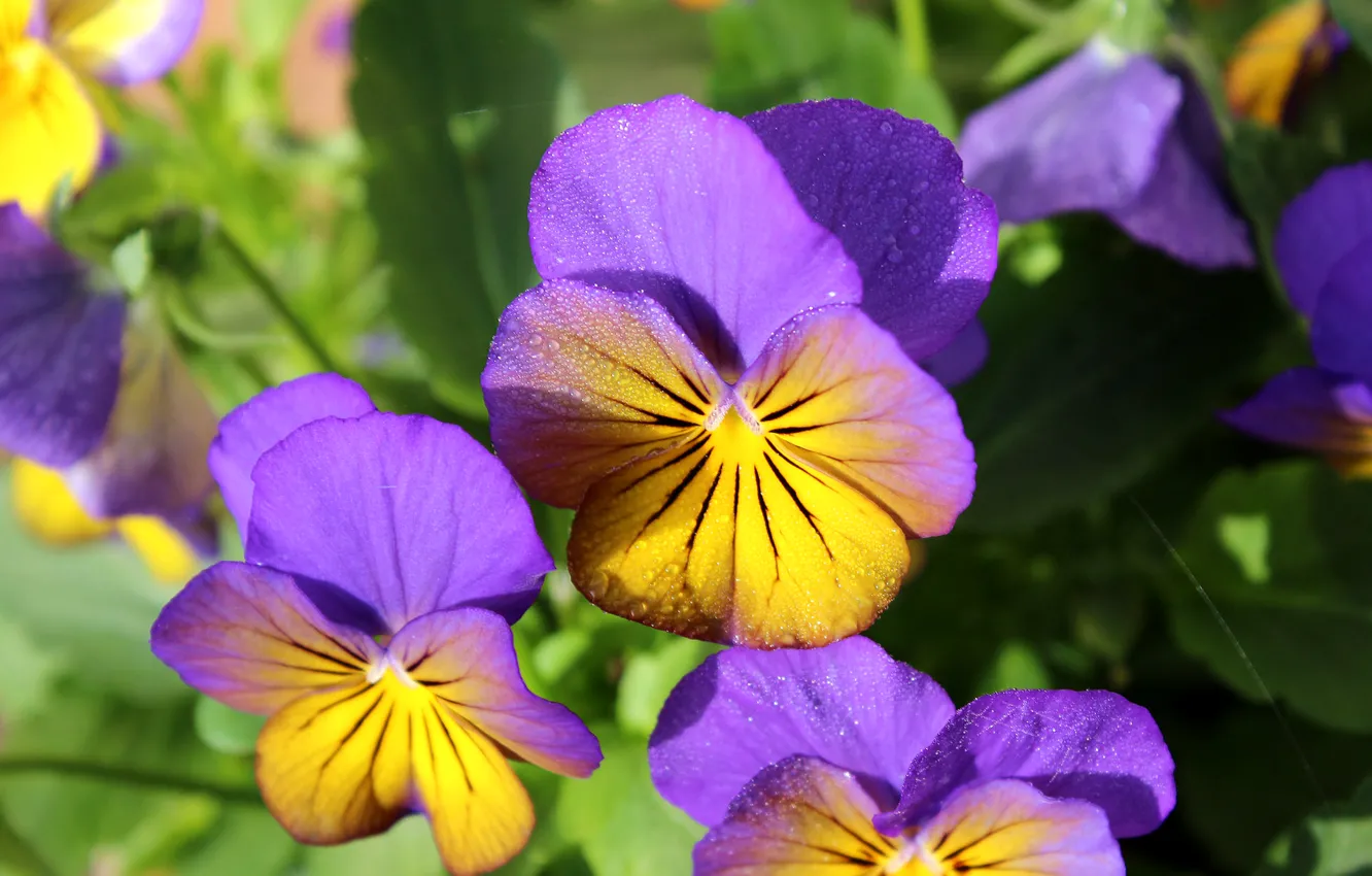 Photo wallpaper macro, petals, Pansy, viola