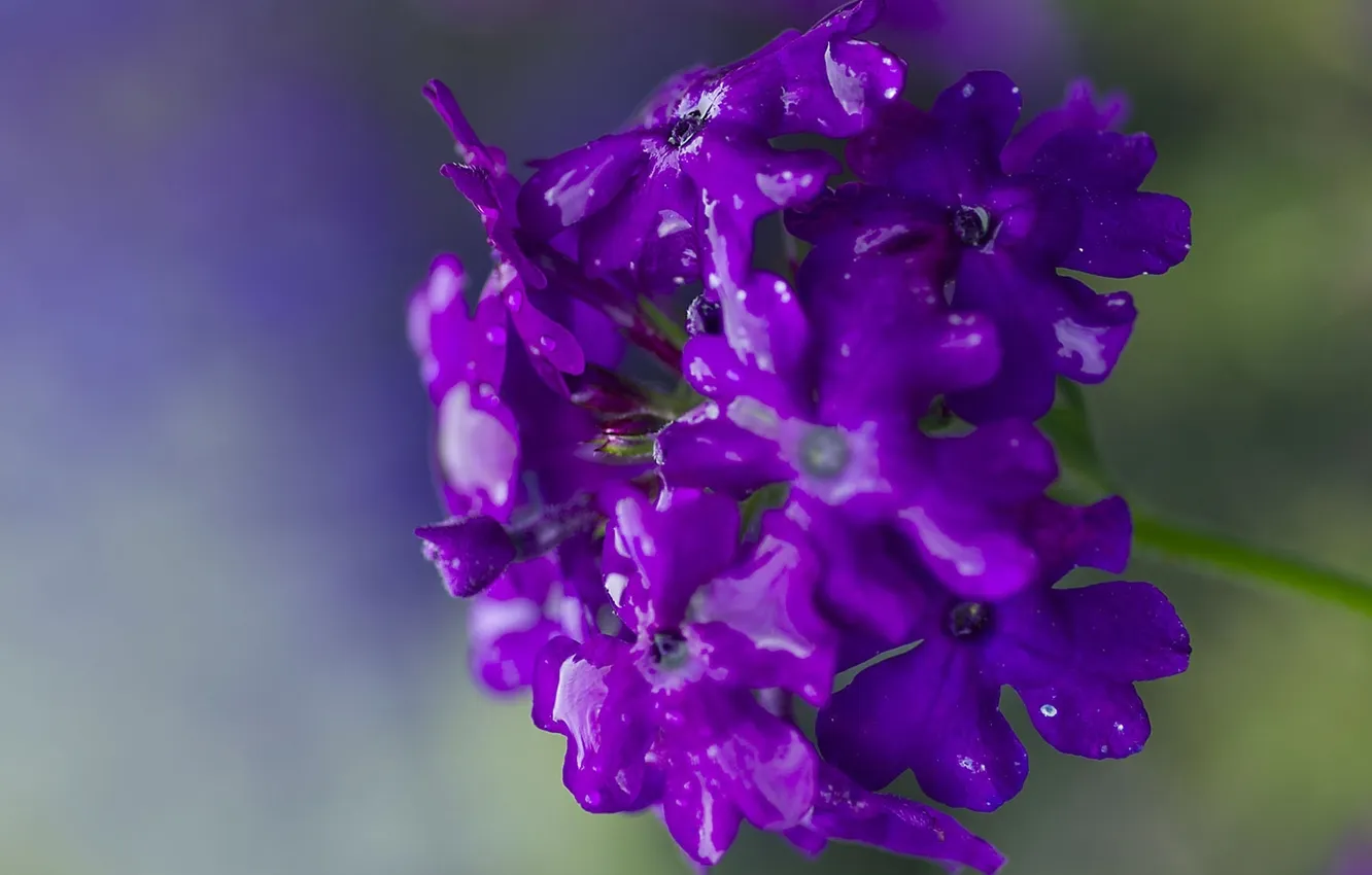 Photo wallpaper purple, water, drops, macro, flowers, plant, petals