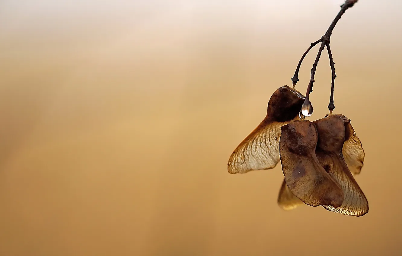 Photo wallpaper autumn, macro, nature