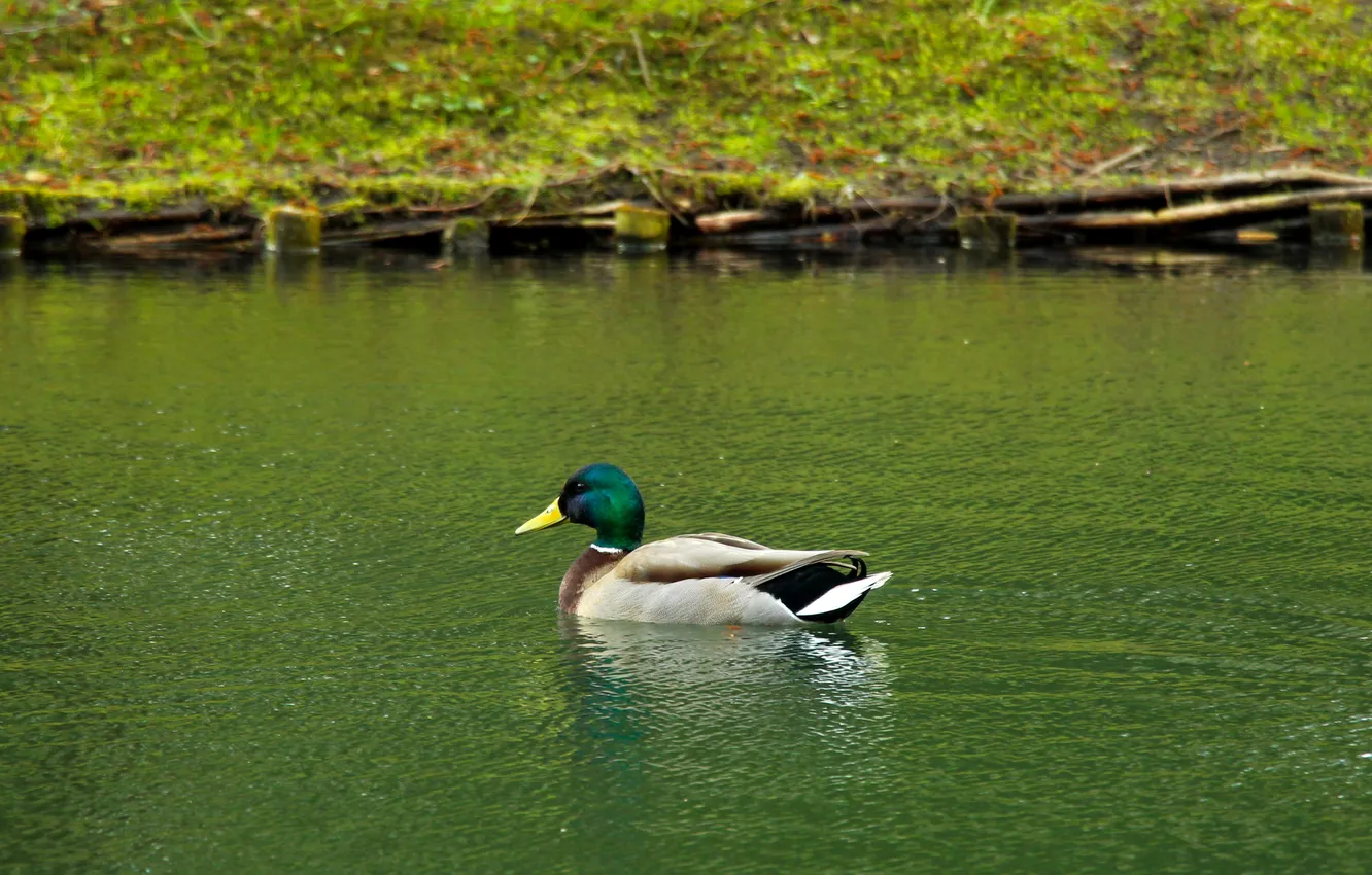 Photo wallpaper bird, water, duck