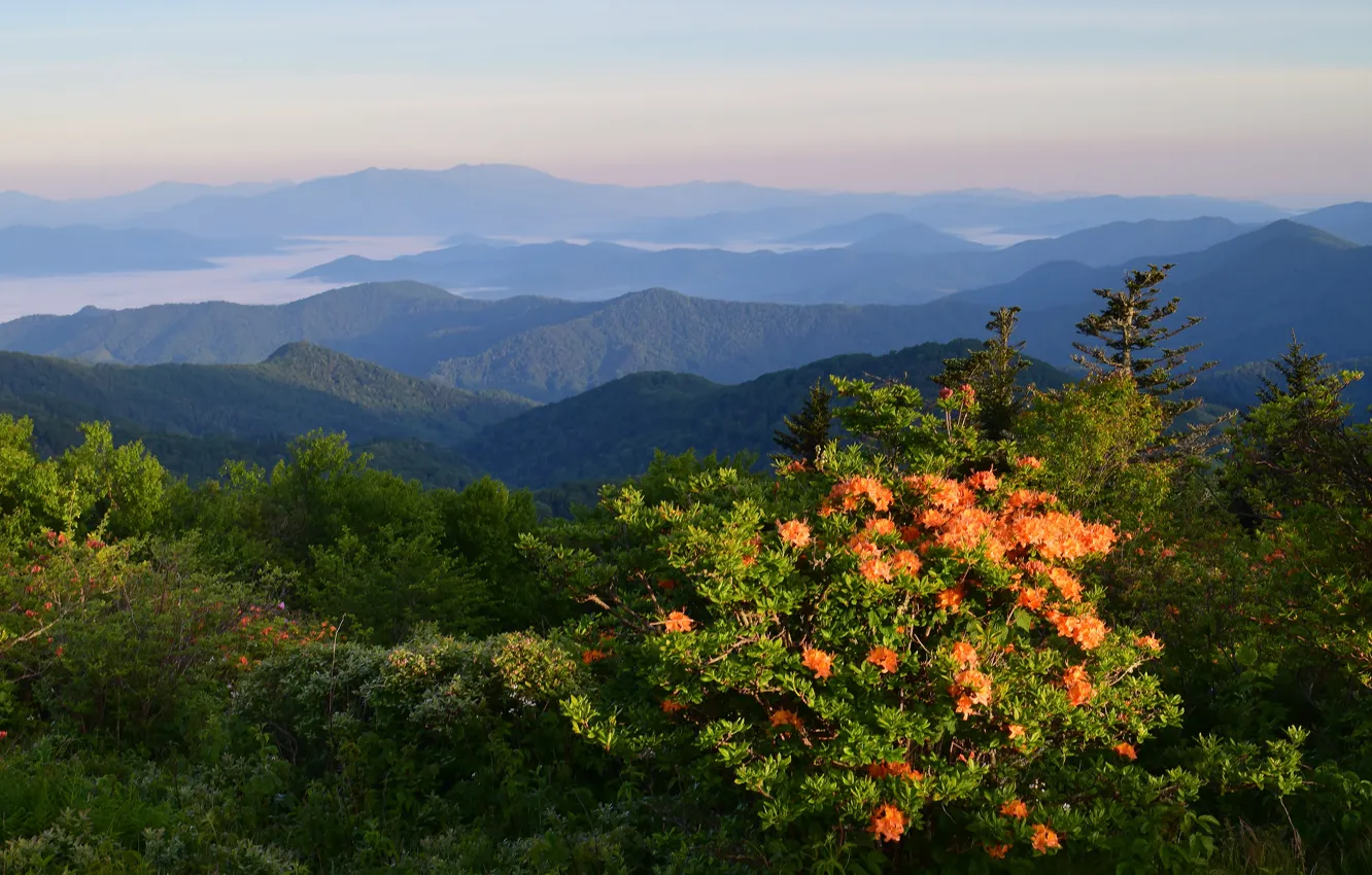 Photo wallpaper flowers, mountains, fog, dal, haze, the bushes, rhododendrons