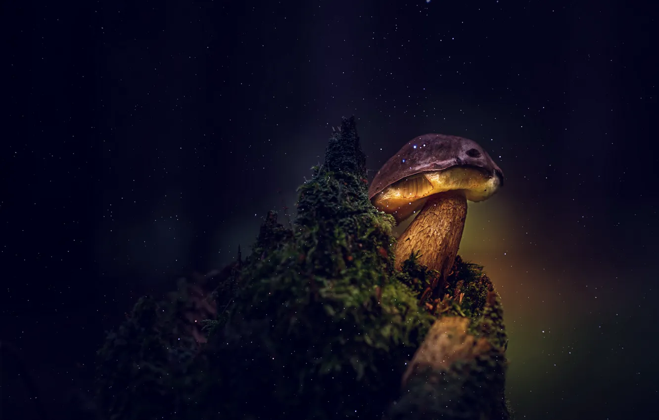 Photo wallpaper nature, background, mushrooms