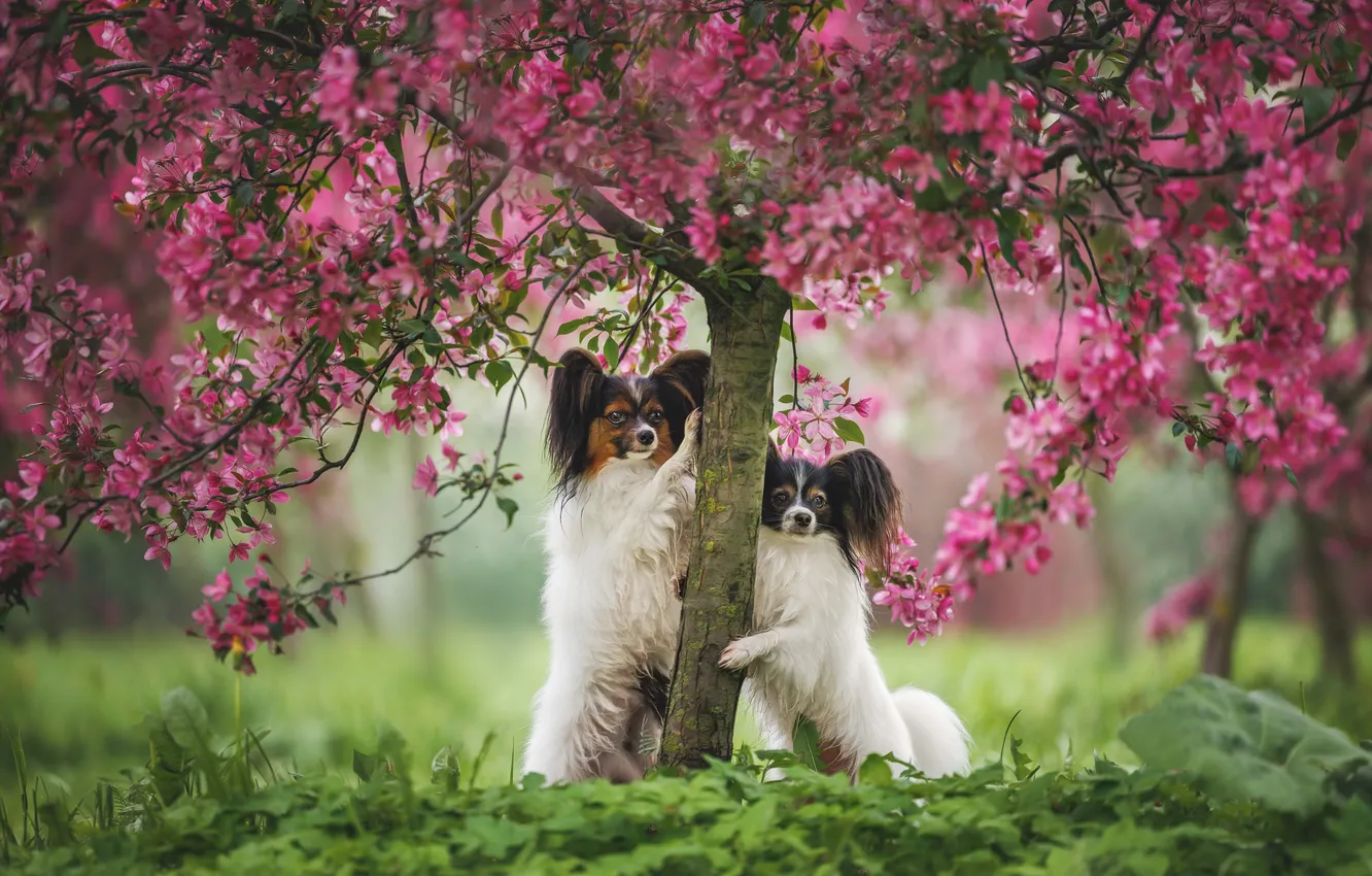 Photo wallpaper trees, cherry, dog, a couple, Papillon, The continental toy Spaniel, Yana Narbutovich