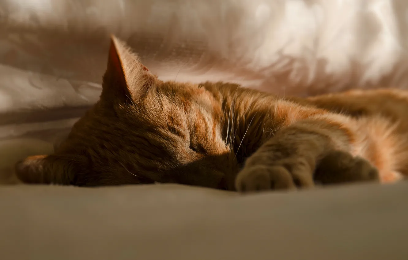 Photo wallpaper cat, cat, face, sleep, red, sleeping, bed