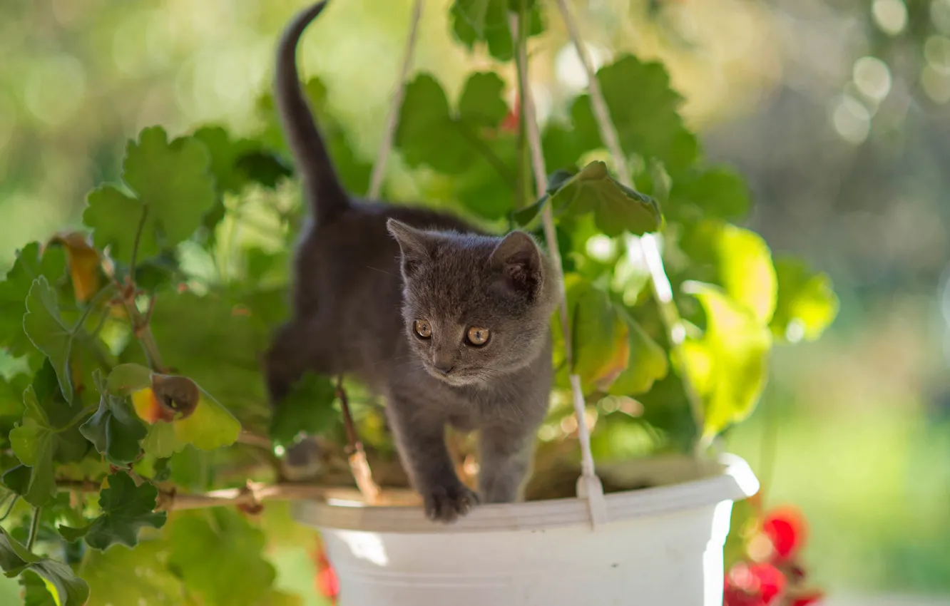 Photo wallpaper greens, cat, look, leaves, light, flowers, pose, grey