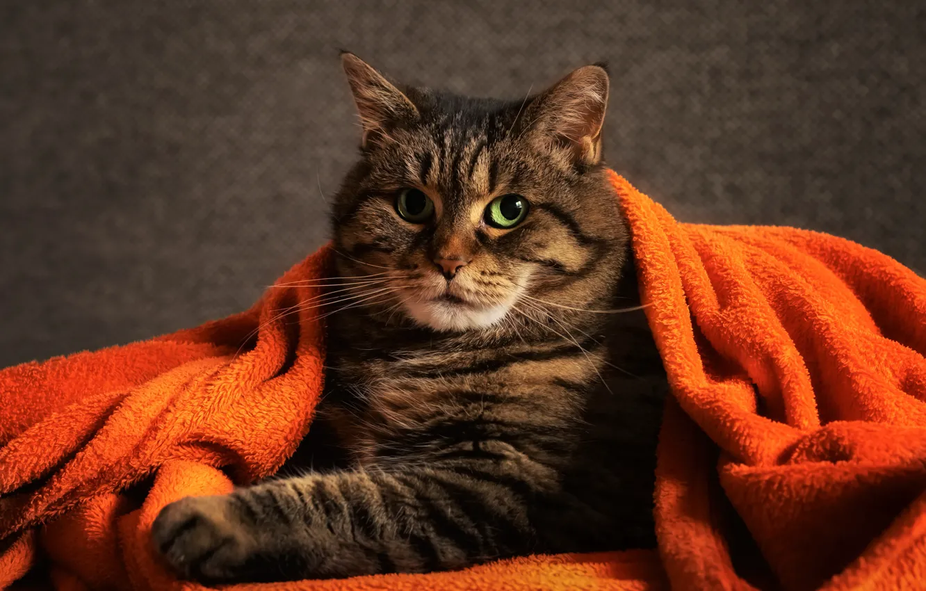Photo wallpaper cat, look, fabric, plaid