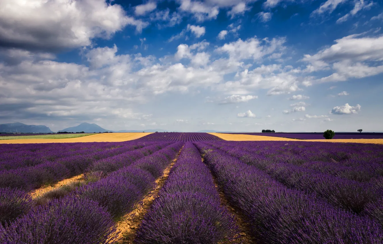 Photo wallpaper field, summer, the sky, clouds, flowers, blue, hills, France