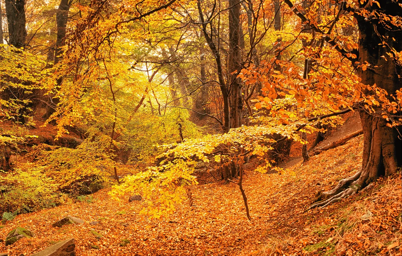 Photo wallpaper autumn, forest, trees, nature