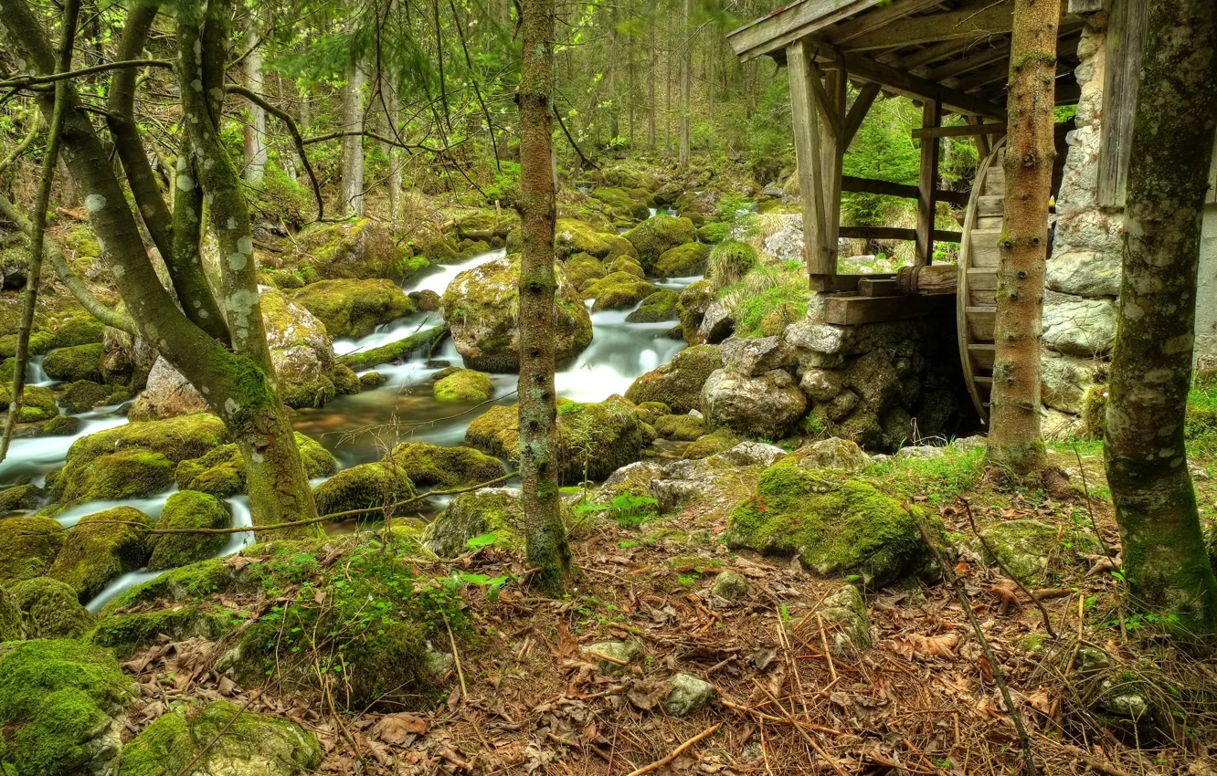 Photo wallpaper forest, trees, river, stream, stones, stream, mill