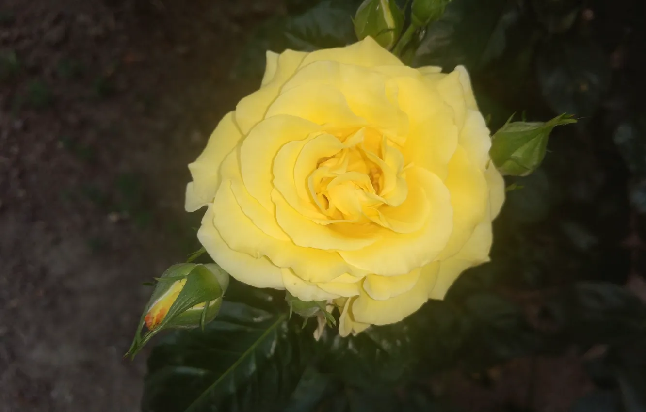 Photo wallpaper yellow, roses, Mamala ©