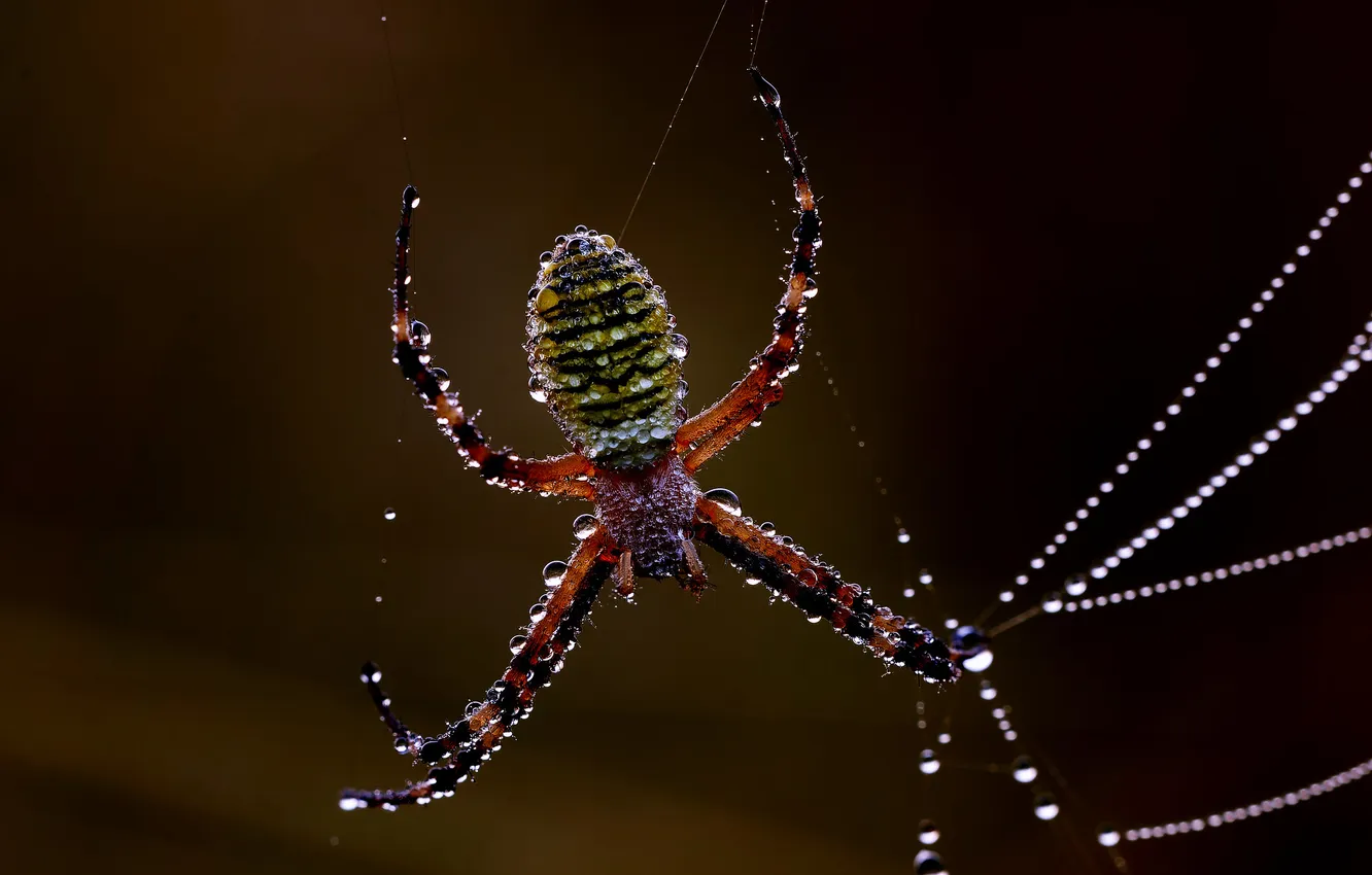 Photo wallpaper drops, Rosa, spider, morning