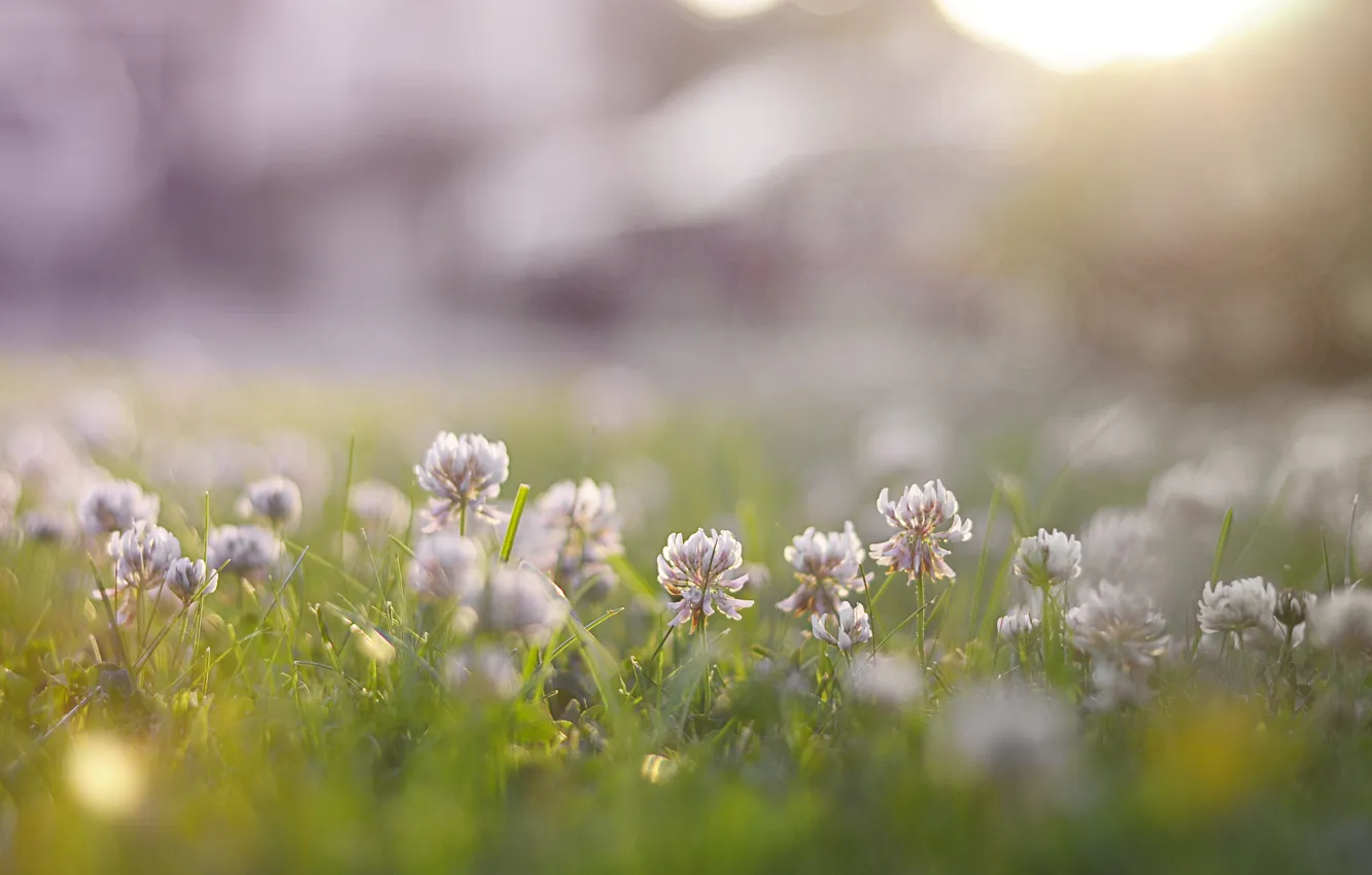 Photo wallpaper grass, flowers, nature, clover, porridge