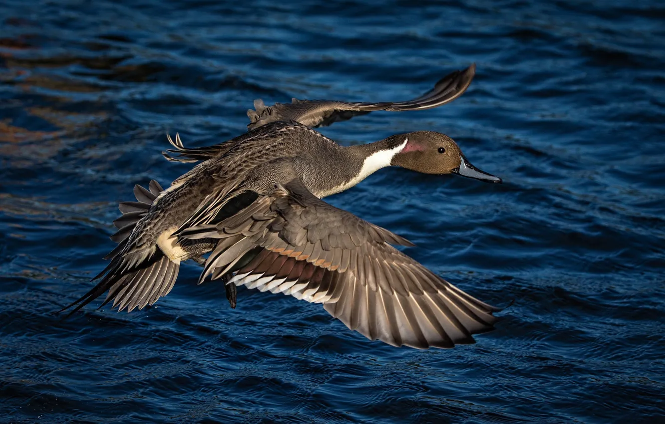 Photo wallpaper water, flight, bird, duck, wings, Pintail