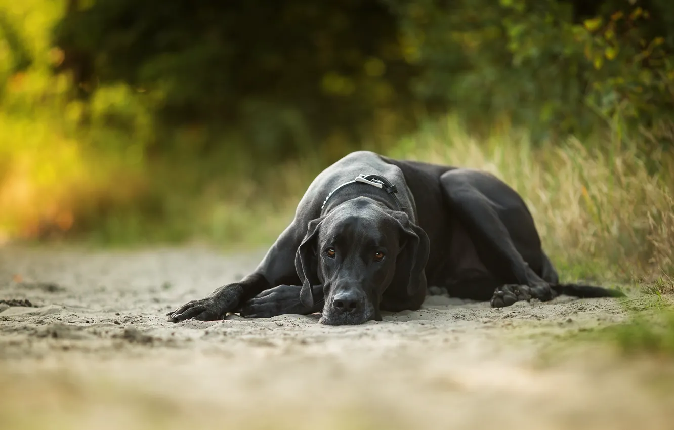 Photo wallpaper sand, stay, dog