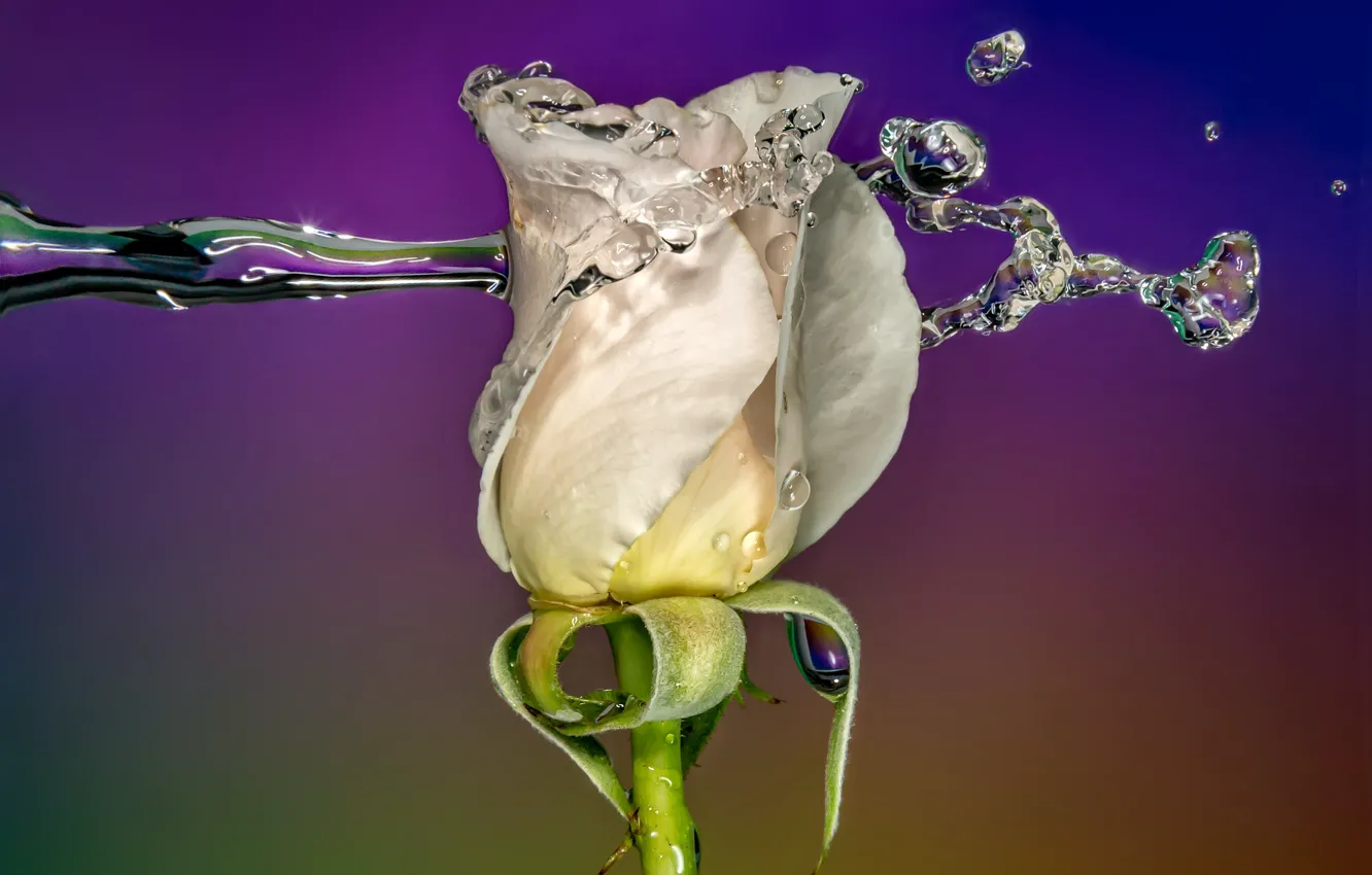 Photo wallpaper rose, water, macro, splash