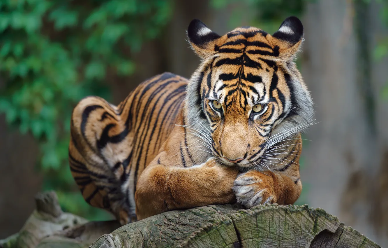 Photo wallpaper look, face, tiger, pose, lies, log