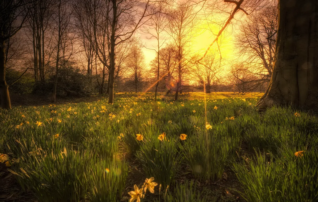 Photo wallpaper light, trees, sunset, flowers, nature