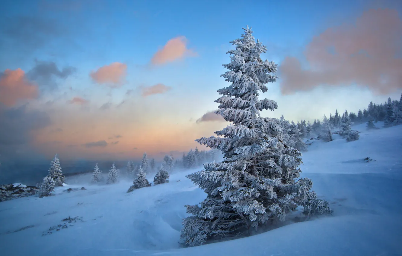 Photo wallpaper winter, frost, forest, the sky, clouds, snow, nature, fog