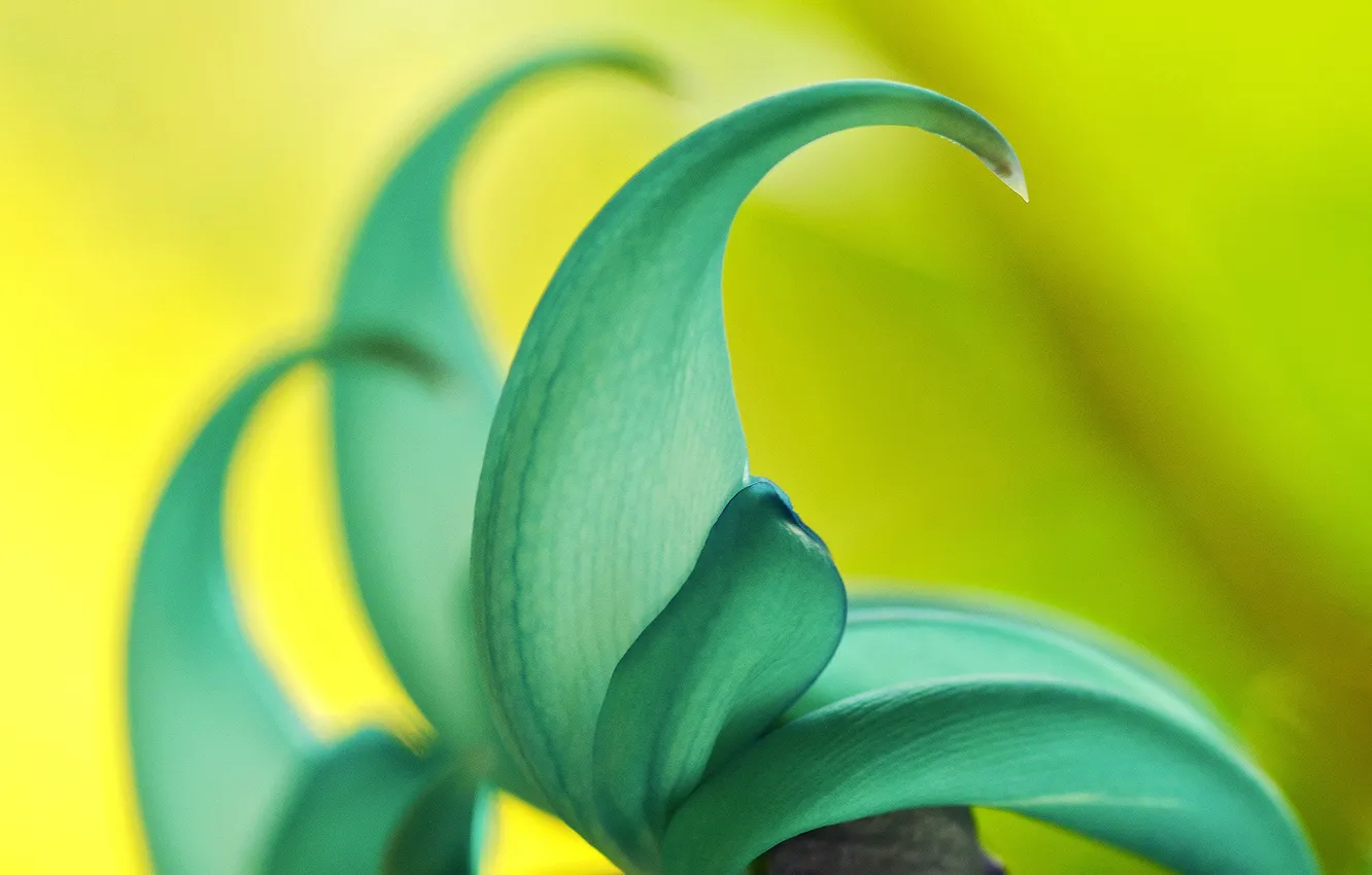 Photo wallpaper flowers, petals, exotic