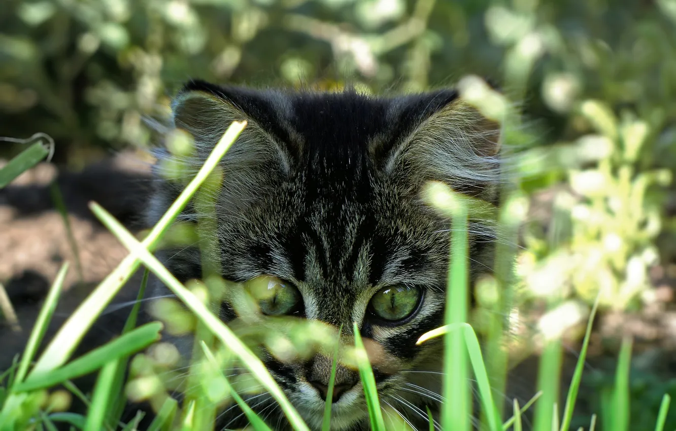 Photo wallpaper grass, kitty, fluffy