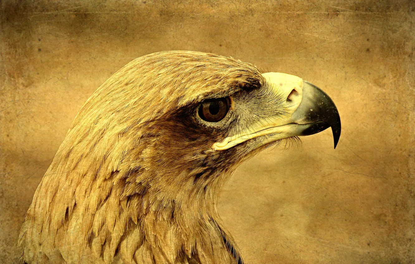 Photo wallpaper style, background, bird, eagle