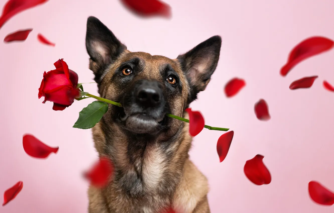 Photo wallpaper flower, face, rose, dog, petals, pink background, Malinois, Belgian shepherd